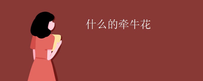 什么的牵牛花