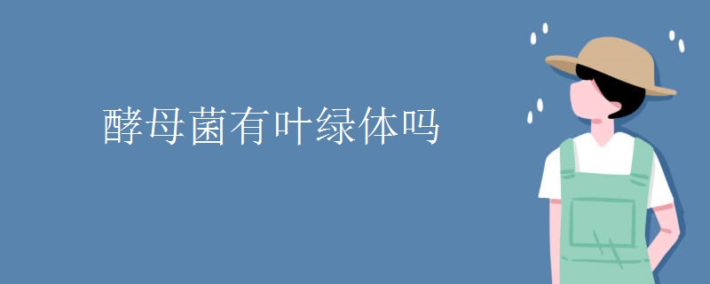 酵母菌有叶绿体吗