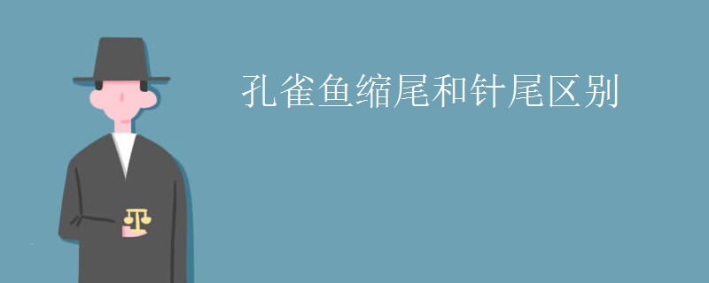 孔雀鱼缩尾和针尾区别