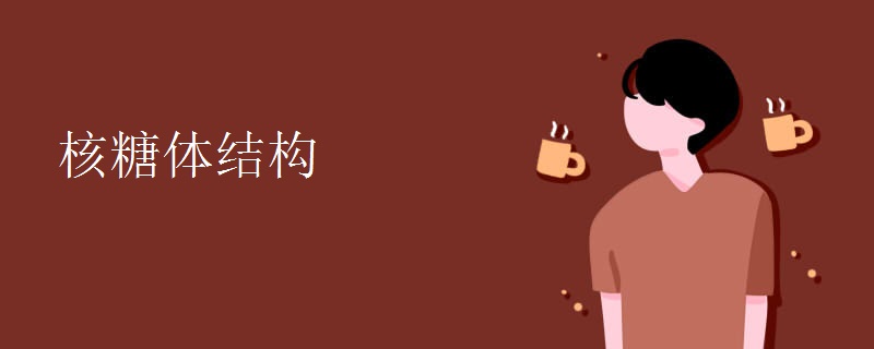核糖体结构