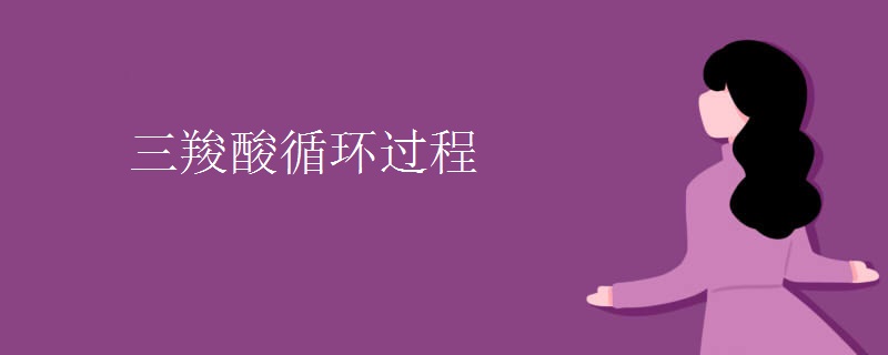 三羧酸循环过程