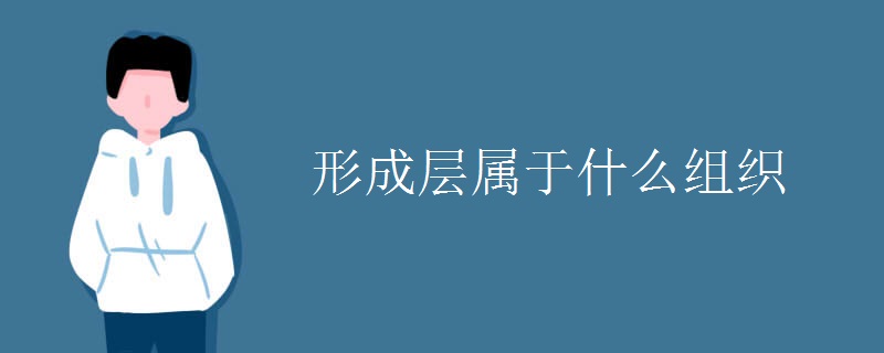 形成层属于什么组织