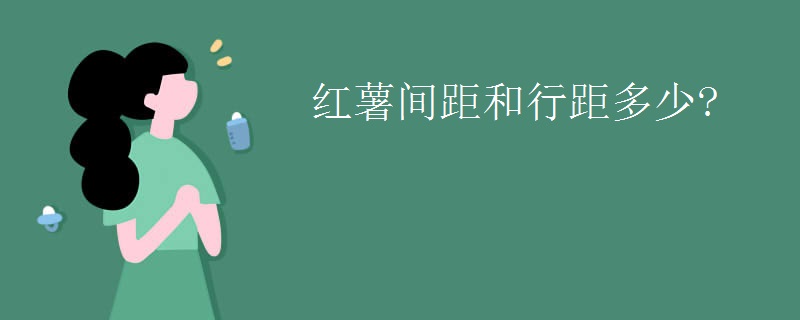 红薯间距和行距多少?