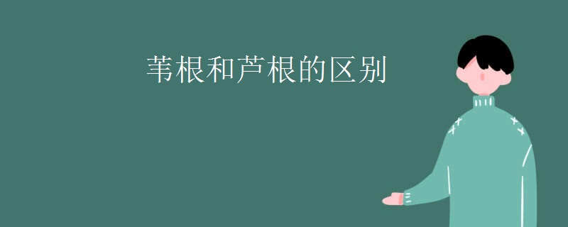 苇根和芦根的区别