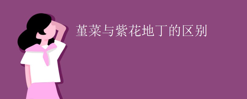 堇菜与紫花地丁的区别