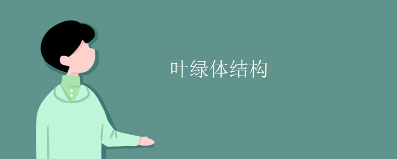 叶绿体结构
