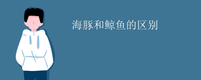 海豚和鲸鱼的区别