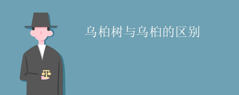 乌柏树与乌桕的区别