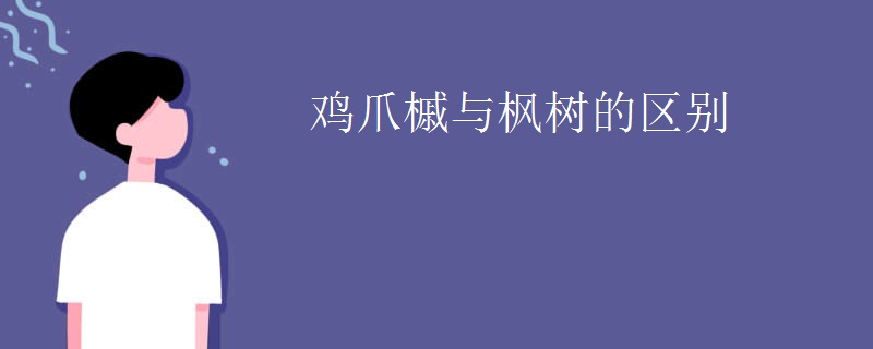 鸡爪槭与枫树的区别