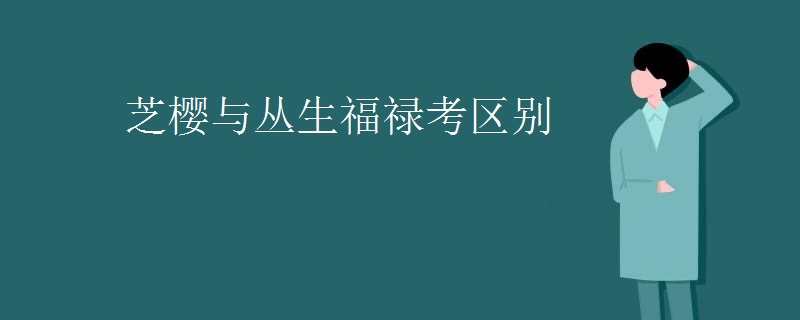 芝樱与丛生福禄考区别
