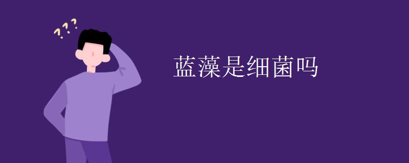 蓝藻是细菌吗