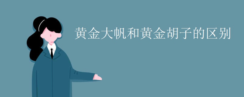 黄金大帆和黄金胡子的区别