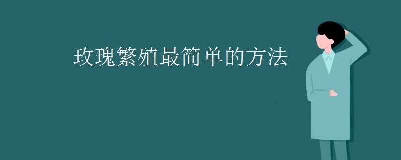 玫瑰繁殖最简单的方法