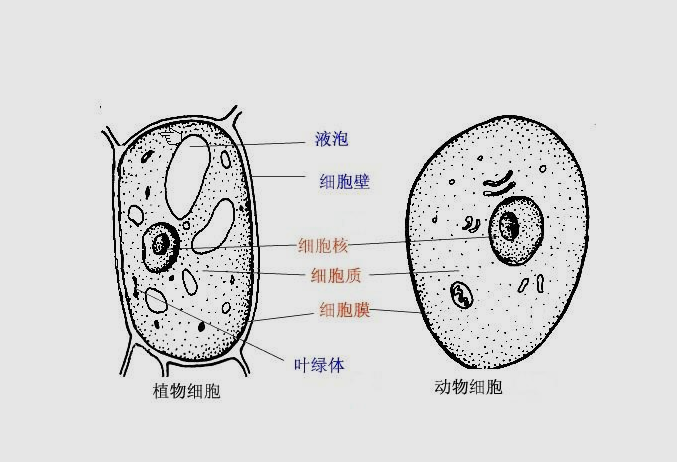 植物细胞和动物细胞的区别 植物细胞和动物细胞简图