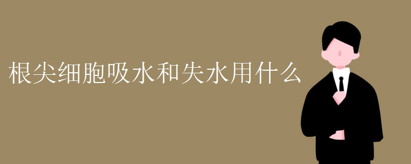 根尖细胞吸水和失水用什么