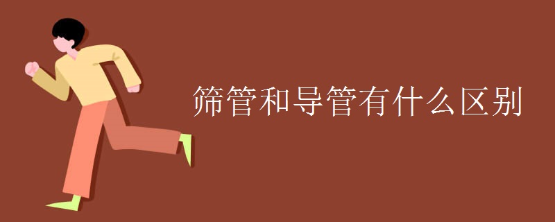 筛管和导管有什么区别