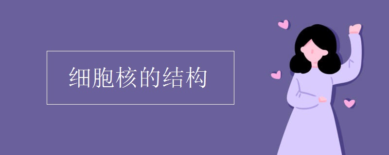 细胞核的结构