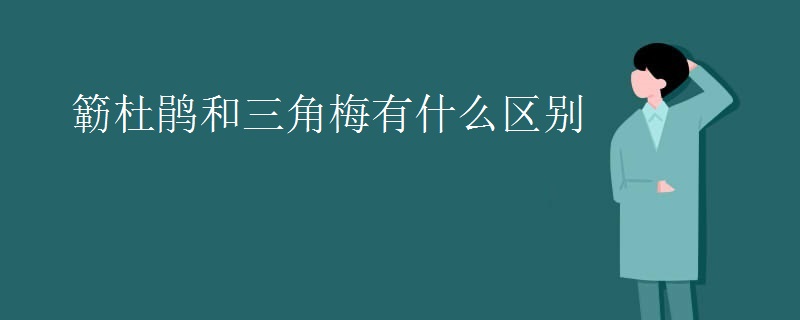簕杜鹃和三角梅有什么区别