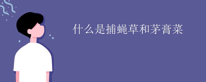 什么是捕蝇草和茅膏菜
