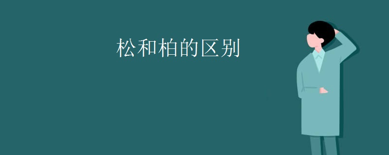 松和柏的区别