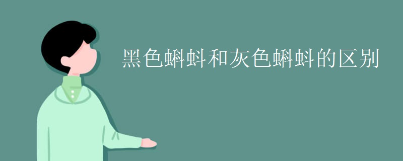 黑色蝌蚪和灰色蝌蚪的区别