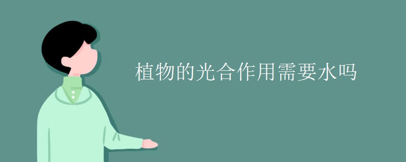 植物的光合作用需要水吗