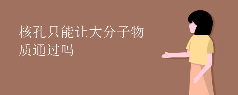 核孔只能让大分子物质通过吗