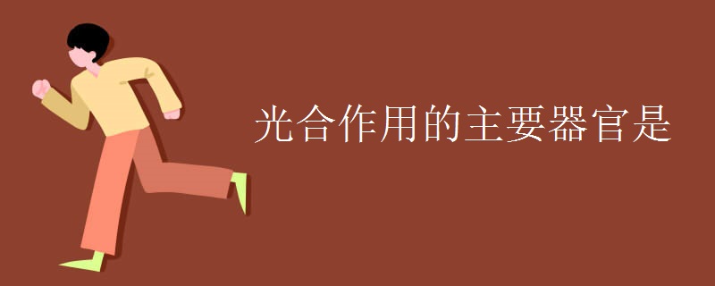 光合作用的主要器官是