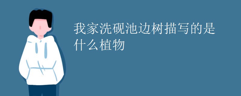 我家洗砚池边树描写的是什么植物