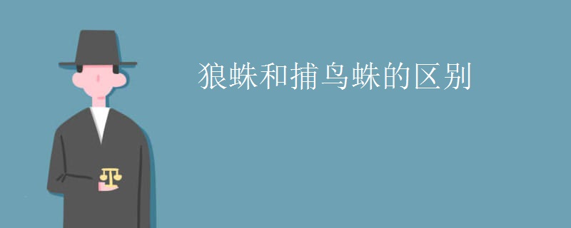 狼蛛和捕鸟蛛的区别
