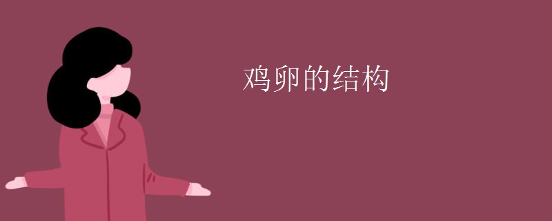鸡卵的结构