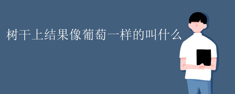 树干上结果像葡萄一样的叫什么