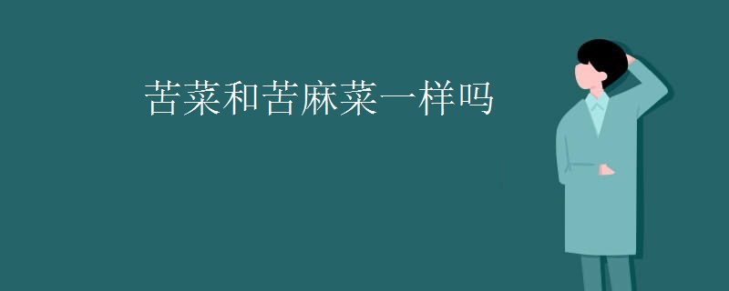 苦菜和苦麻菜一样吗