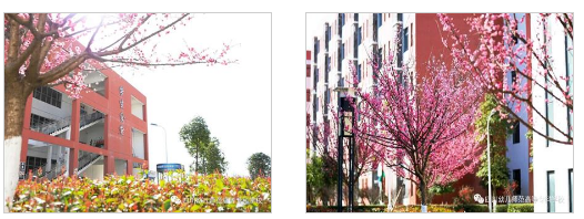 四川幼儿师范高等专科学校环境