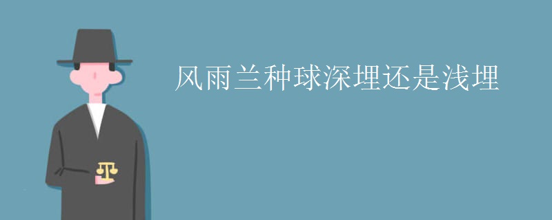 风雨兰种球深埋还是浅埋