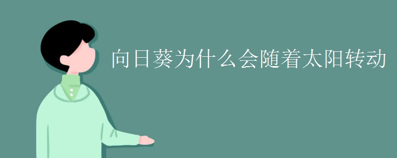 向日葵为什么会随着太阳转动