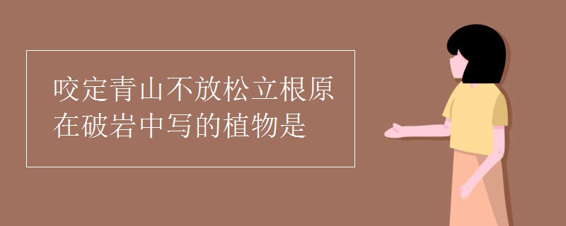 咬定青山不放松立根原在破岩中写的植物是