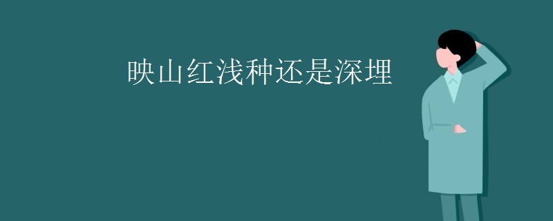 映山红浅种还是深埋
