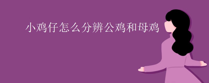 小鸡仔怎么分辨公鸡和母鸡