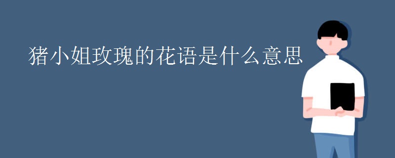 猪小姐玫瑰的花语是什么意思