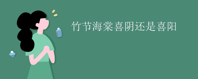 竹节海棠喜阴还是喜阳