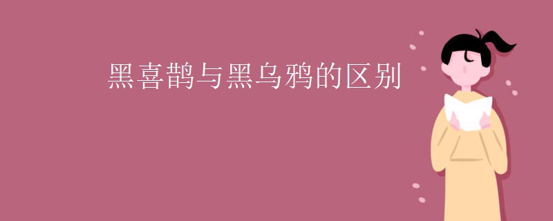 黑喜鹊与黑乌鸦的区别