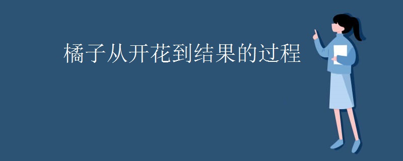 橘子从开花到结果的过程