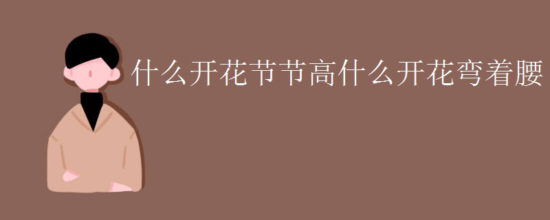 什么开花节节高什么开花弯着腰