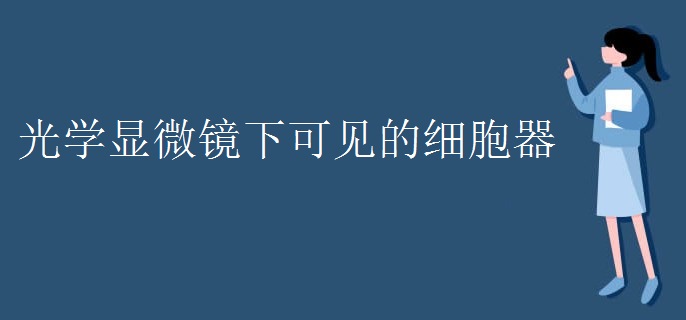 光学显微镜下可见的细胞器