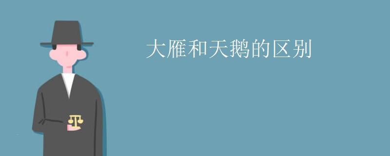 大雁和天鹅的区别