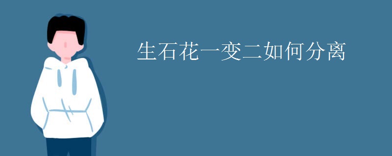 生石花一变二如何分离