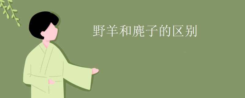 野羊和麂子的区别