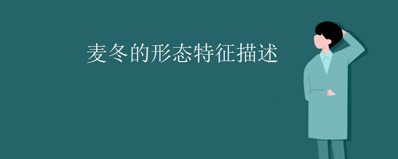 麦冬的形态特征描述