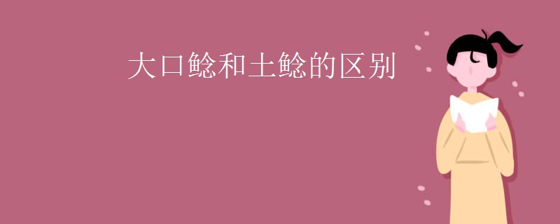 大口鲶和土鲶的区别